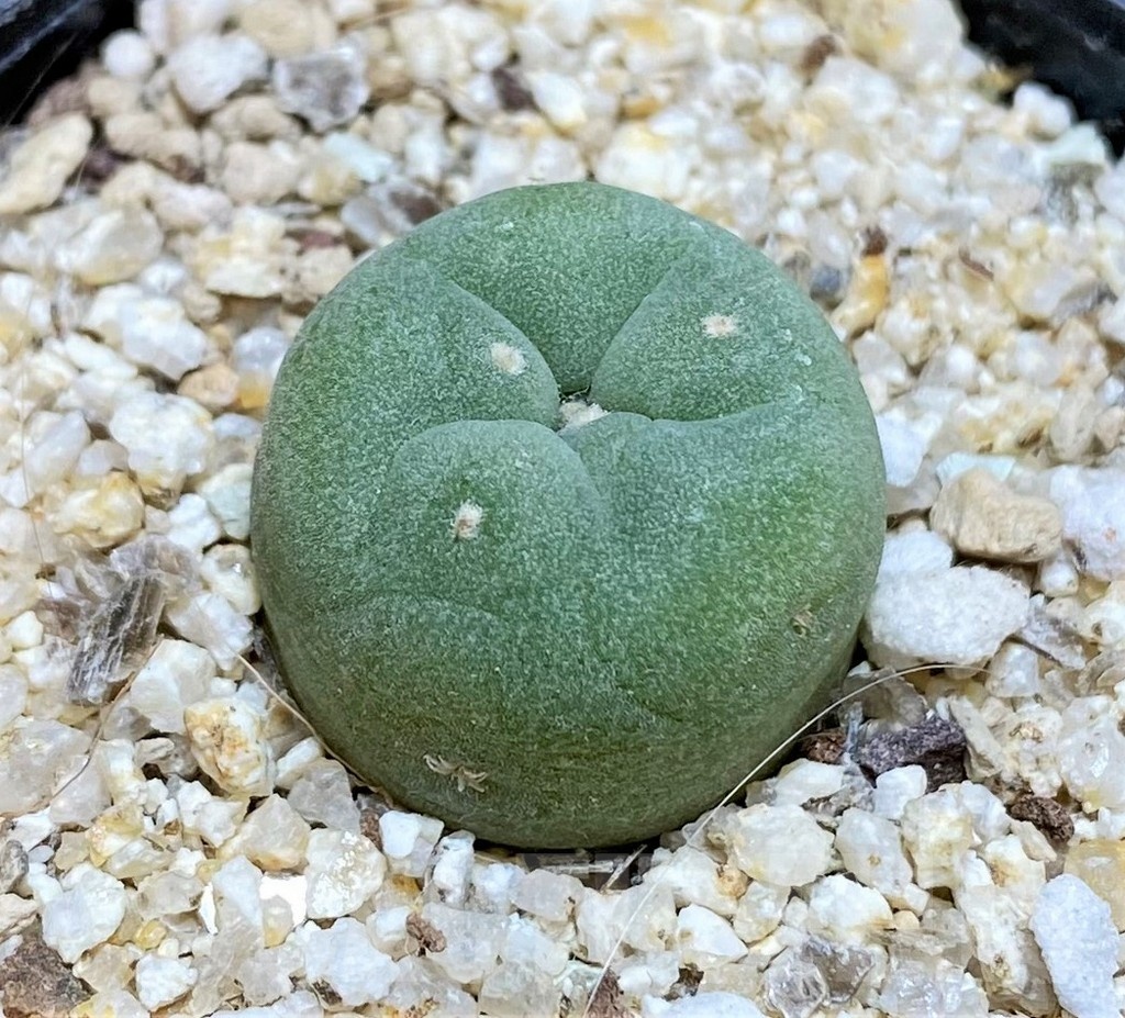 YAR19686 Anhalonium frichii v. albiflora RS404