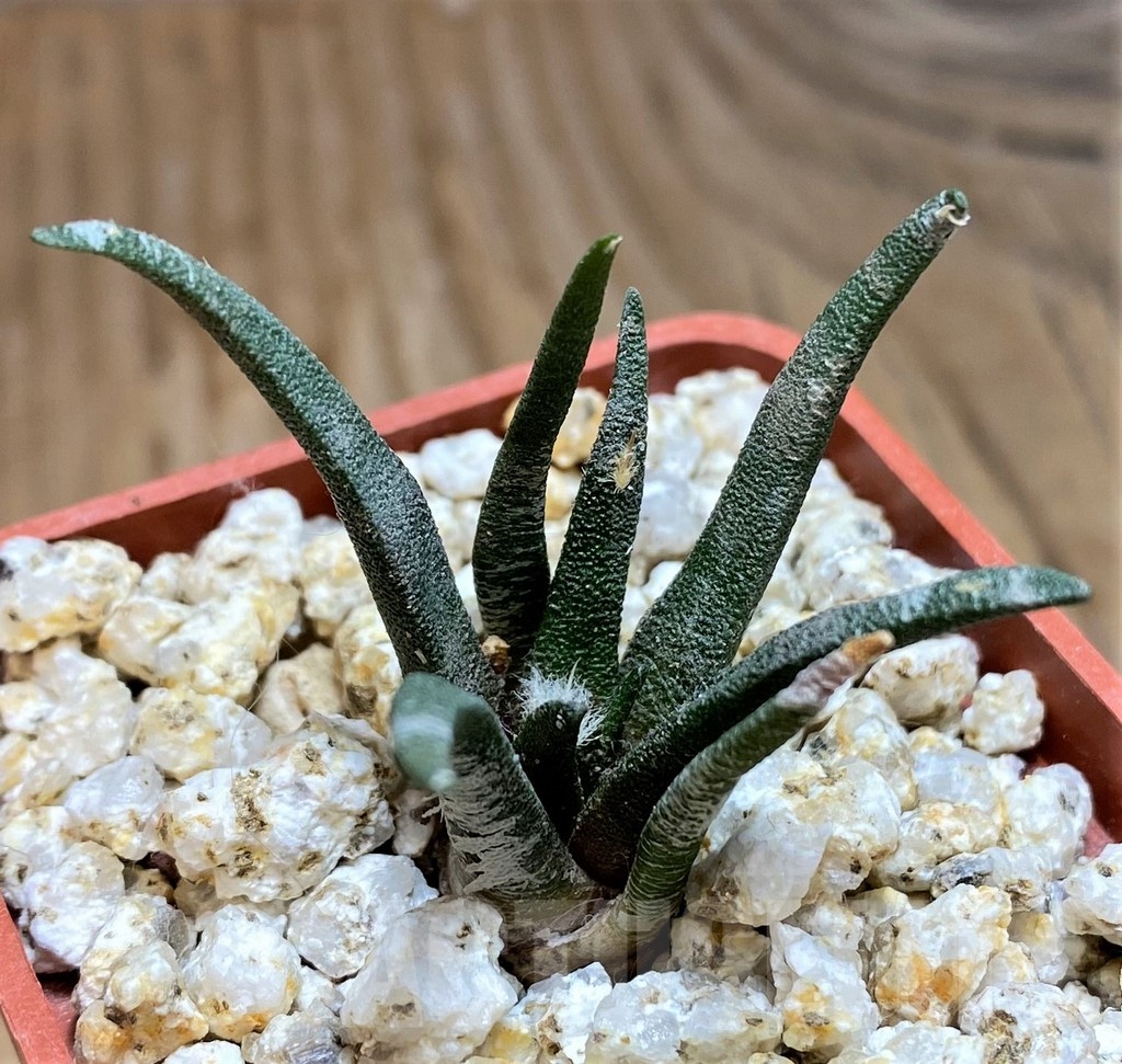 YAR19690 Ariocarpus agavoides PP 208 -Tula, Mexico- - Image 3