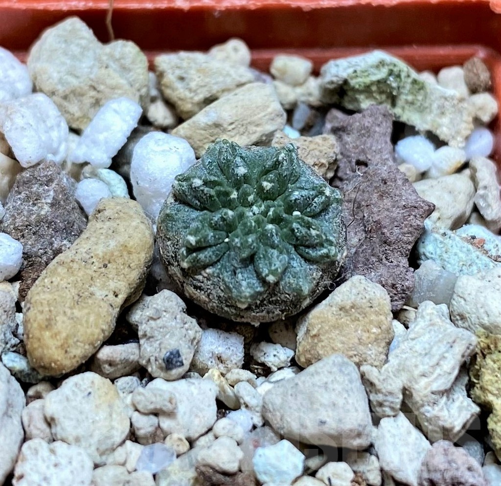 YAR19693 Aztekium ritteri -Koehres- - Image 2