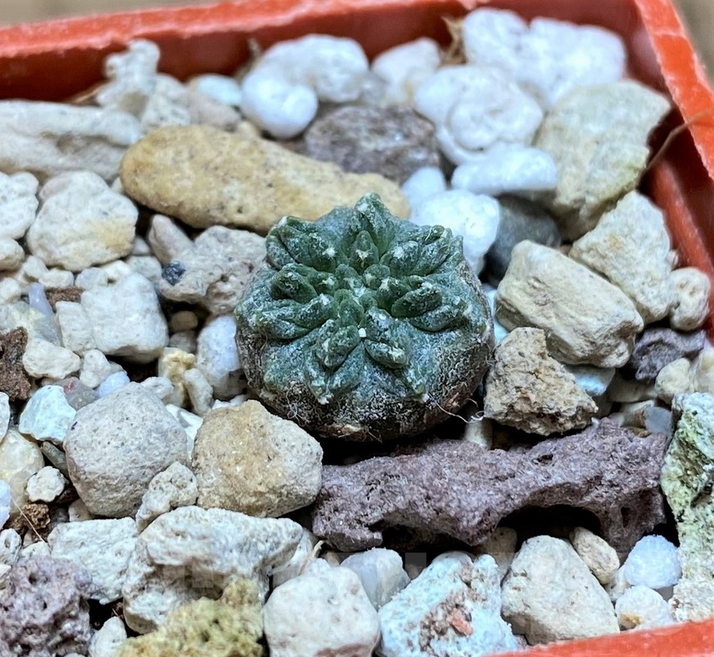 YAR19693 Aztekium ritteri -Koehres-