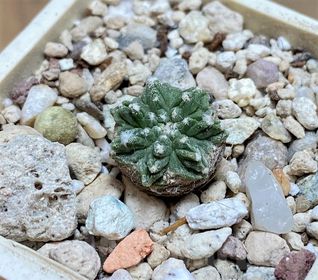 YAR19694 Aztekium ritteri -Koehres-
