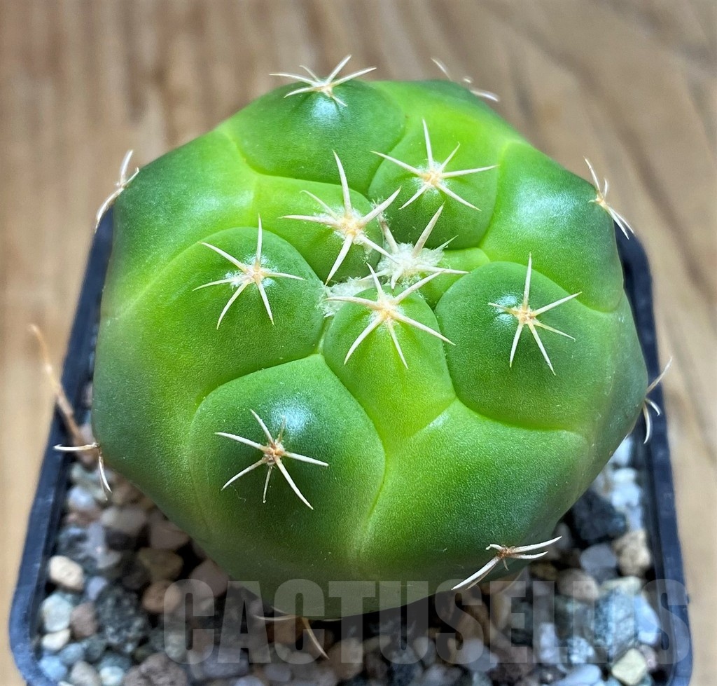 SH19695 Coryphantha elephantidens 'Lemon'