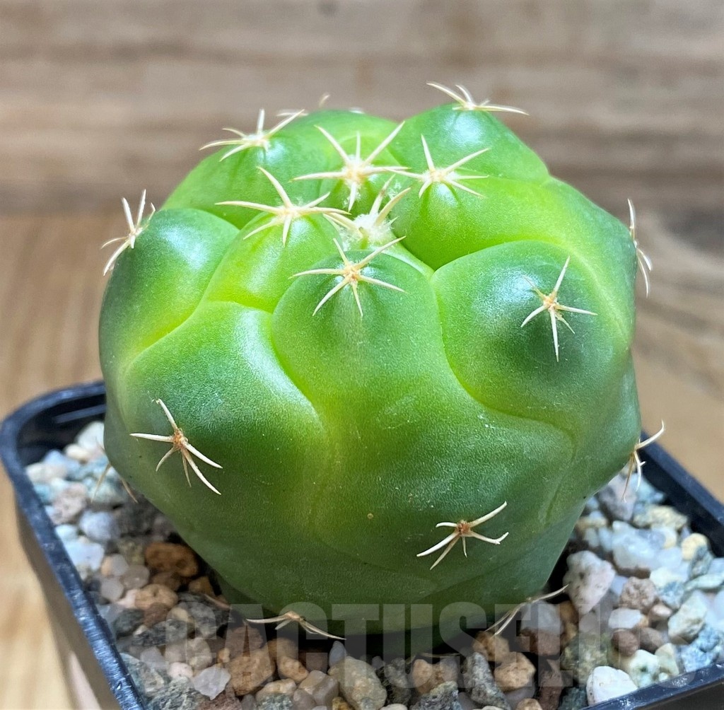 SH19695 Coryphantha elephantidens 'Lemon' - Image 2