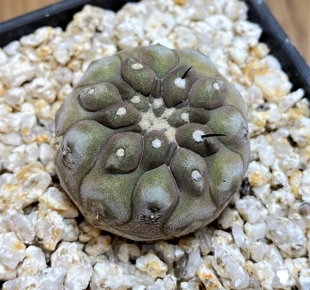 YAR19679 Copiapoa cinerea