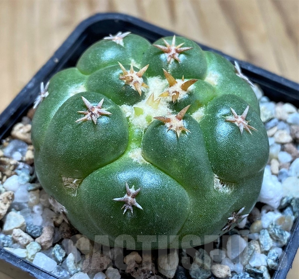 SH19696 Coryphantha elephantidens 'Double Thorns' - Image 2