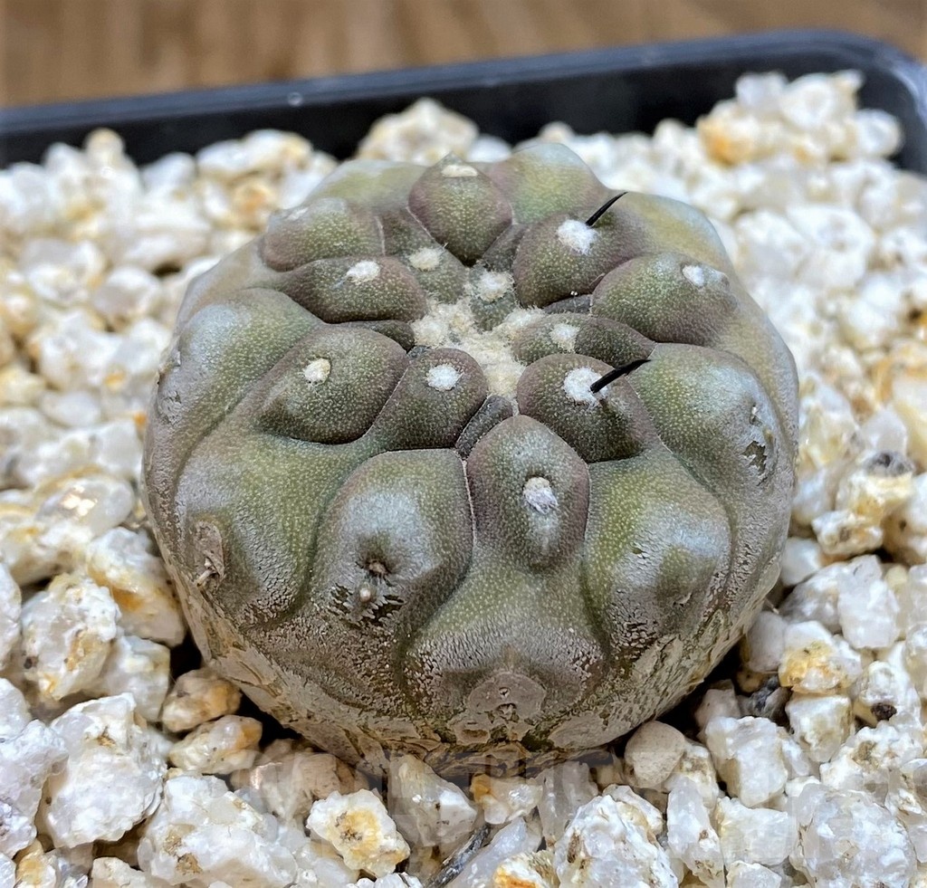 YAR19679 Copiapoa cinerea - Image 2