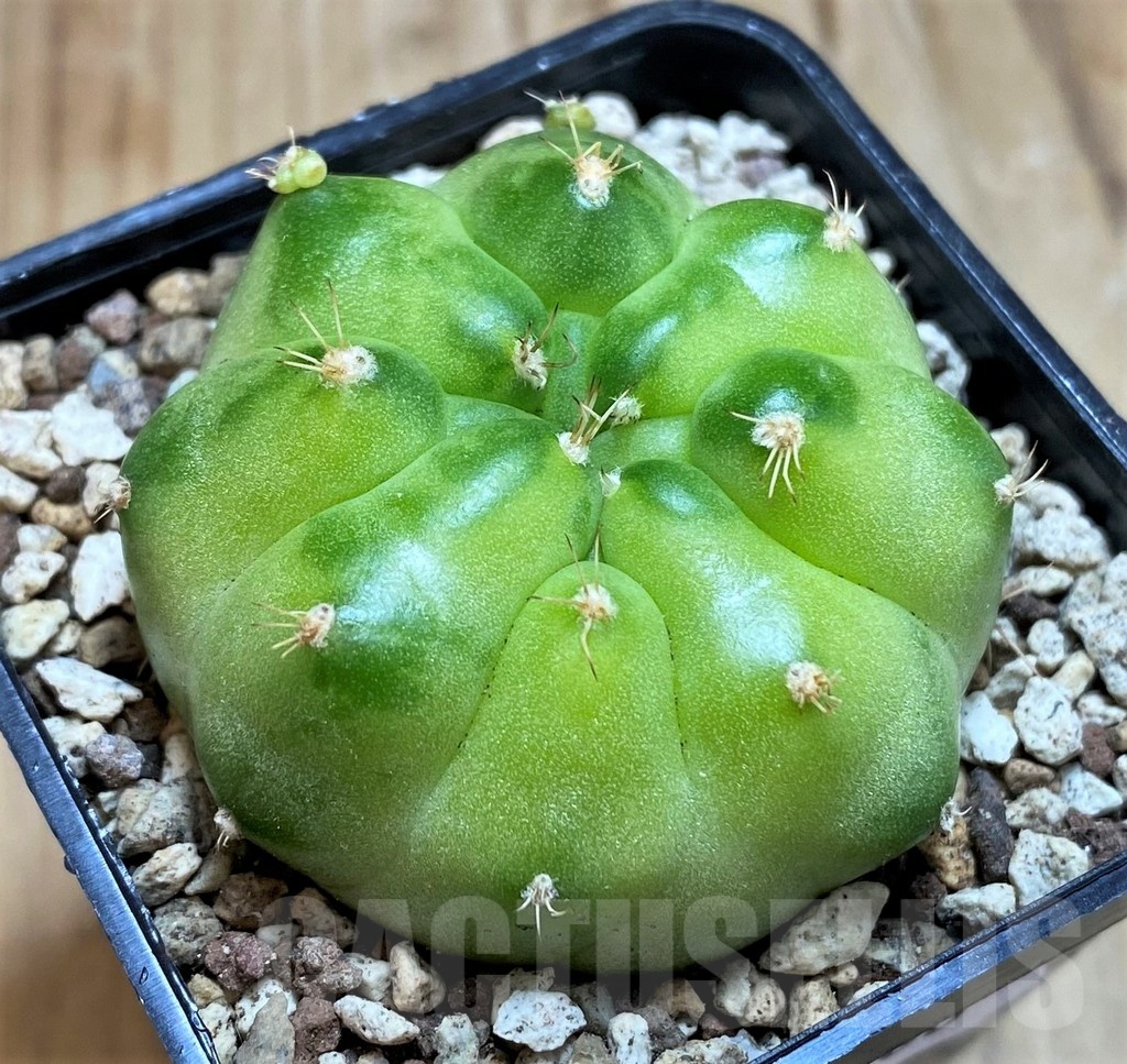 SH19700 Gymnocalycium mihanovichii ‘Green Marble’ - Image 2
