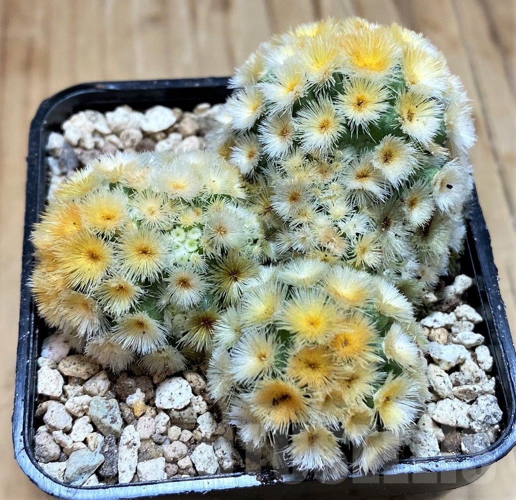 SH19701 Mammillaria carmenae 'Buddha' - Image 2
