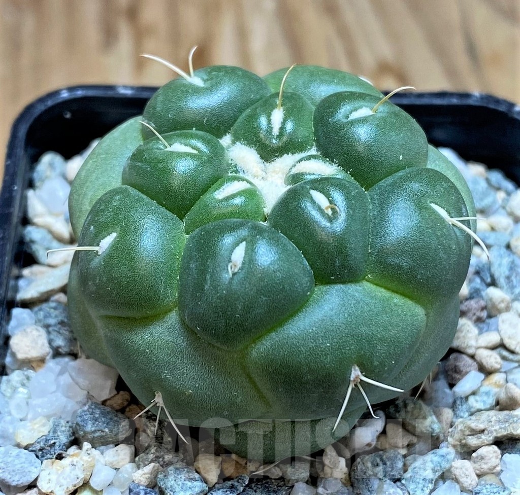 SH19702 Coryphantha elephantidens 'inermis' - Image 2