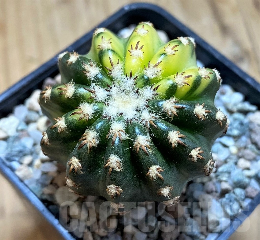 SH19705 Discocactus horstii f. variegata