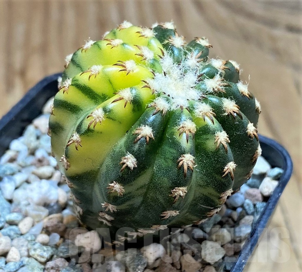 SH19705 Discocactus horstii f. variegata - Image 2