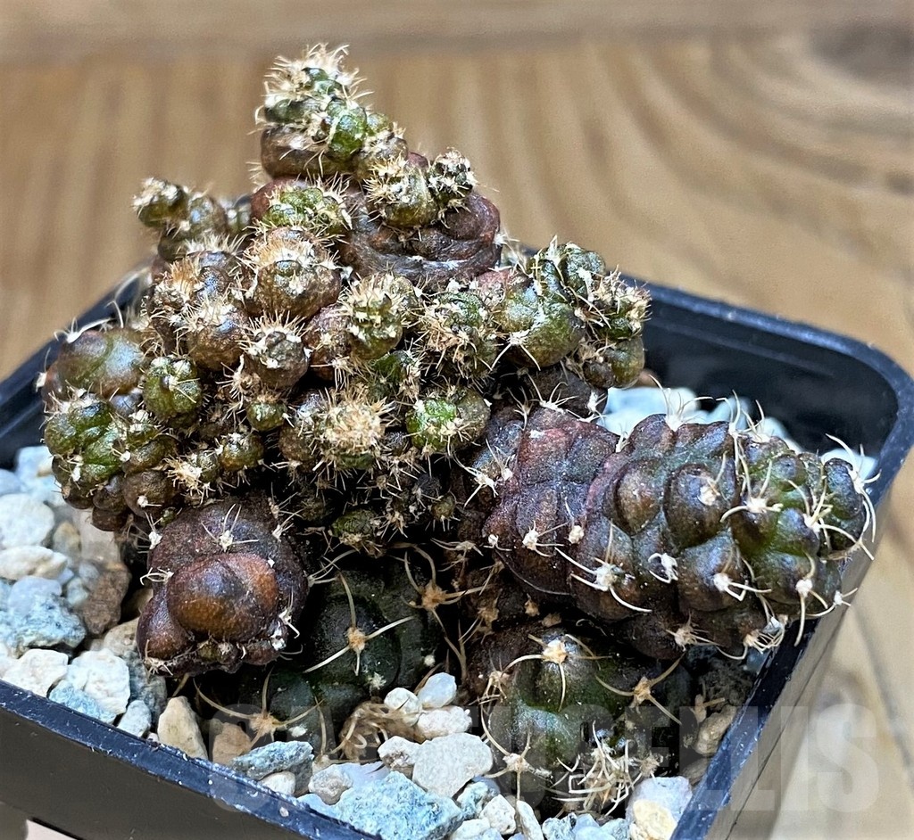 SH19821 Gymnocalycium mihanovichii 'Cauliflower Coral' - Image 2