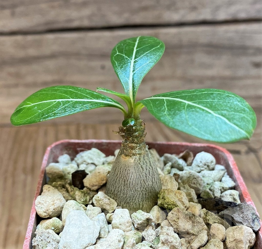 SH19895 Adenium socotranum - Image 2