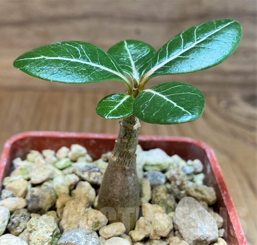 SH19896 Adenium socotranum - Image 2