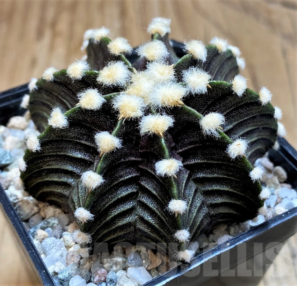 SH19792 Gymnocalycium friedrichii VOS1241 - Image 2