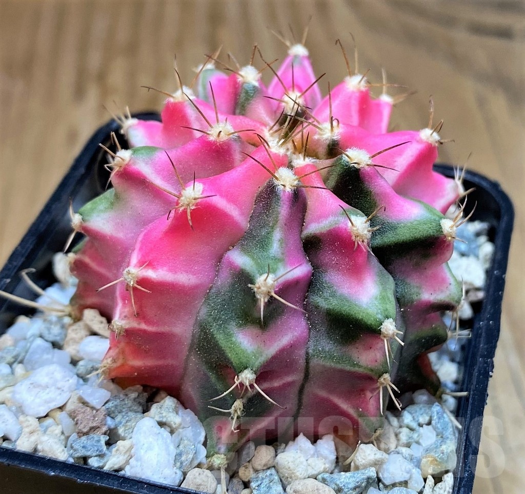 SH19833 Gymnocalycium mihanovichii 'Pink Diamond' - Image 2