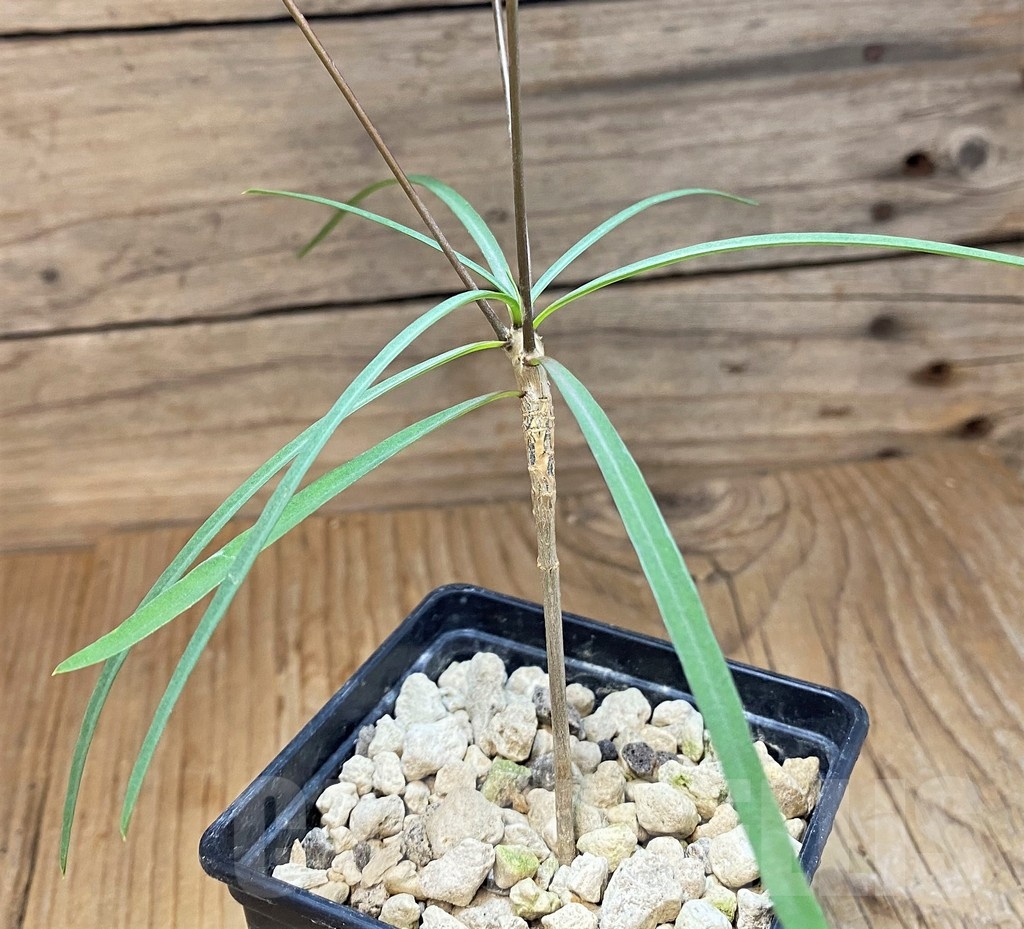 SH19910 Euphorbia hedyotoides