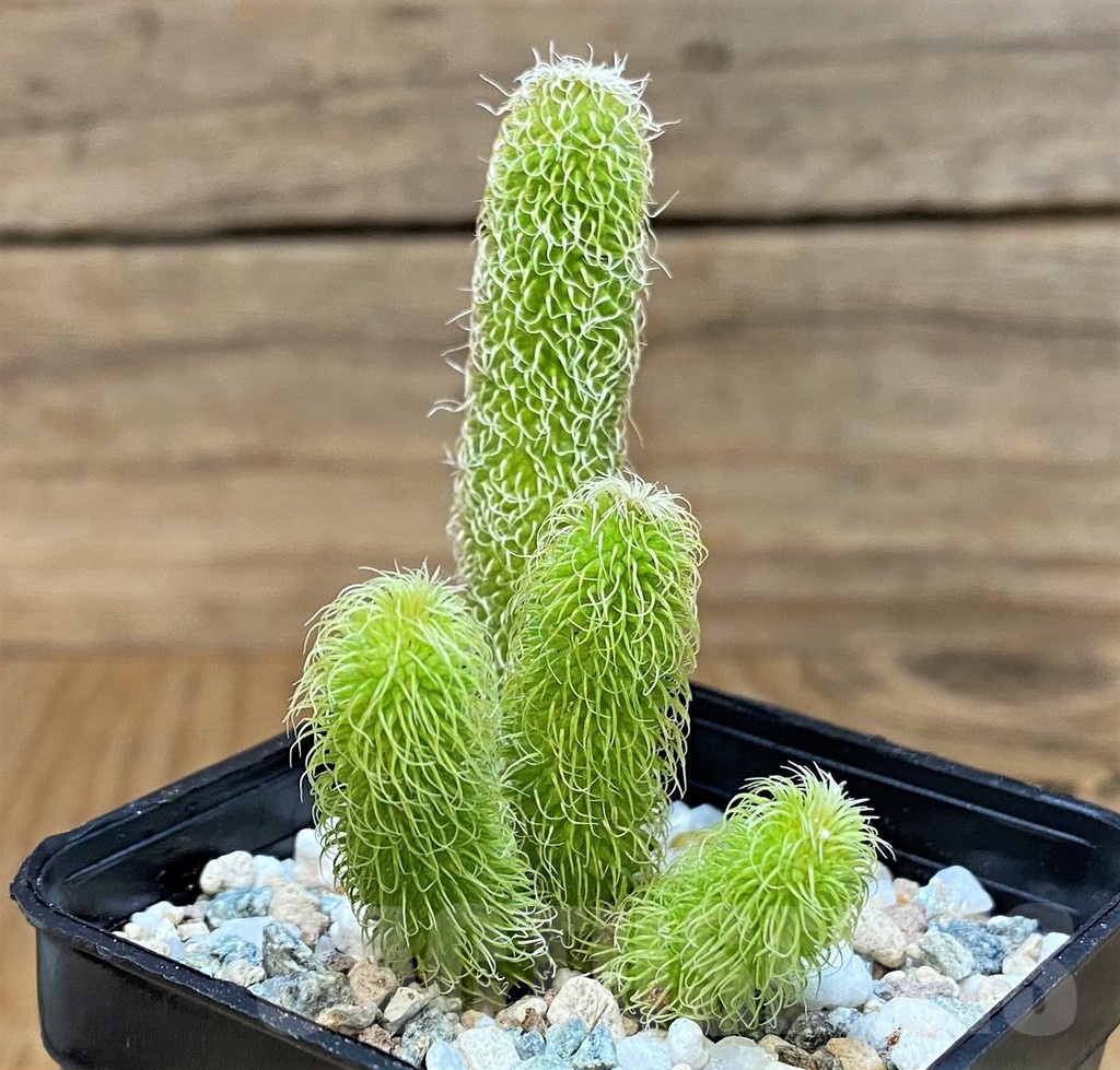 SH19861 Stapelianthus pilosus