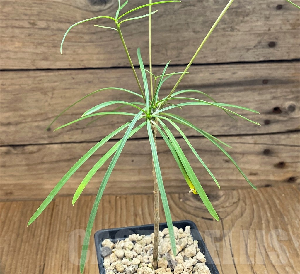 SH19911 Euphorbia hedyotoides