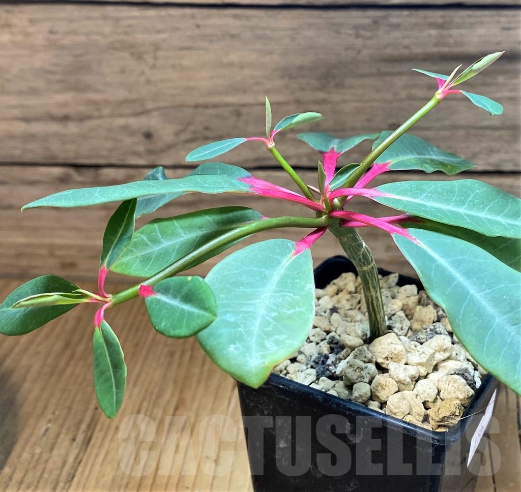 SH19912 Euphorbia bongolavensis - Image 2