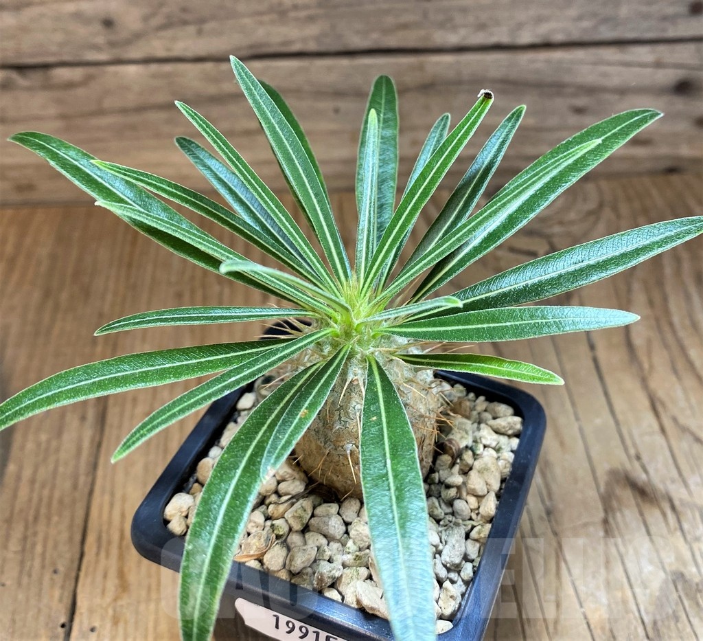 SH19915 Pachypodium gracilius - Image 2