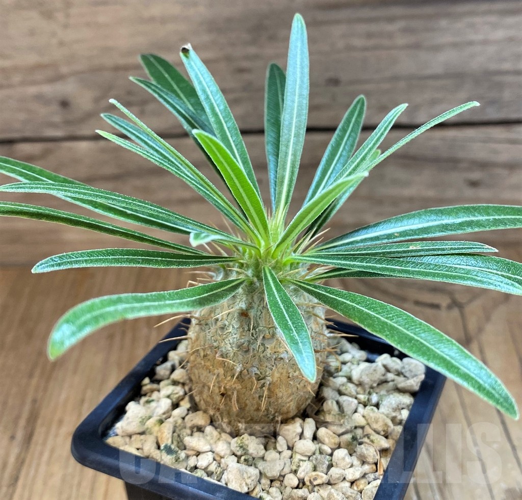 SH19915 Pachypodium gracilius