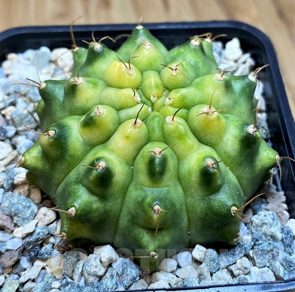 SH19843 Gymnocalycium mihanovichii 'Krataewat' - Image 2
