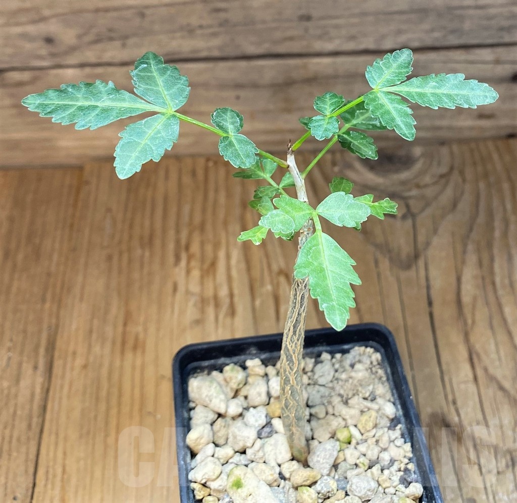 SH19918 Bursera fagaroides