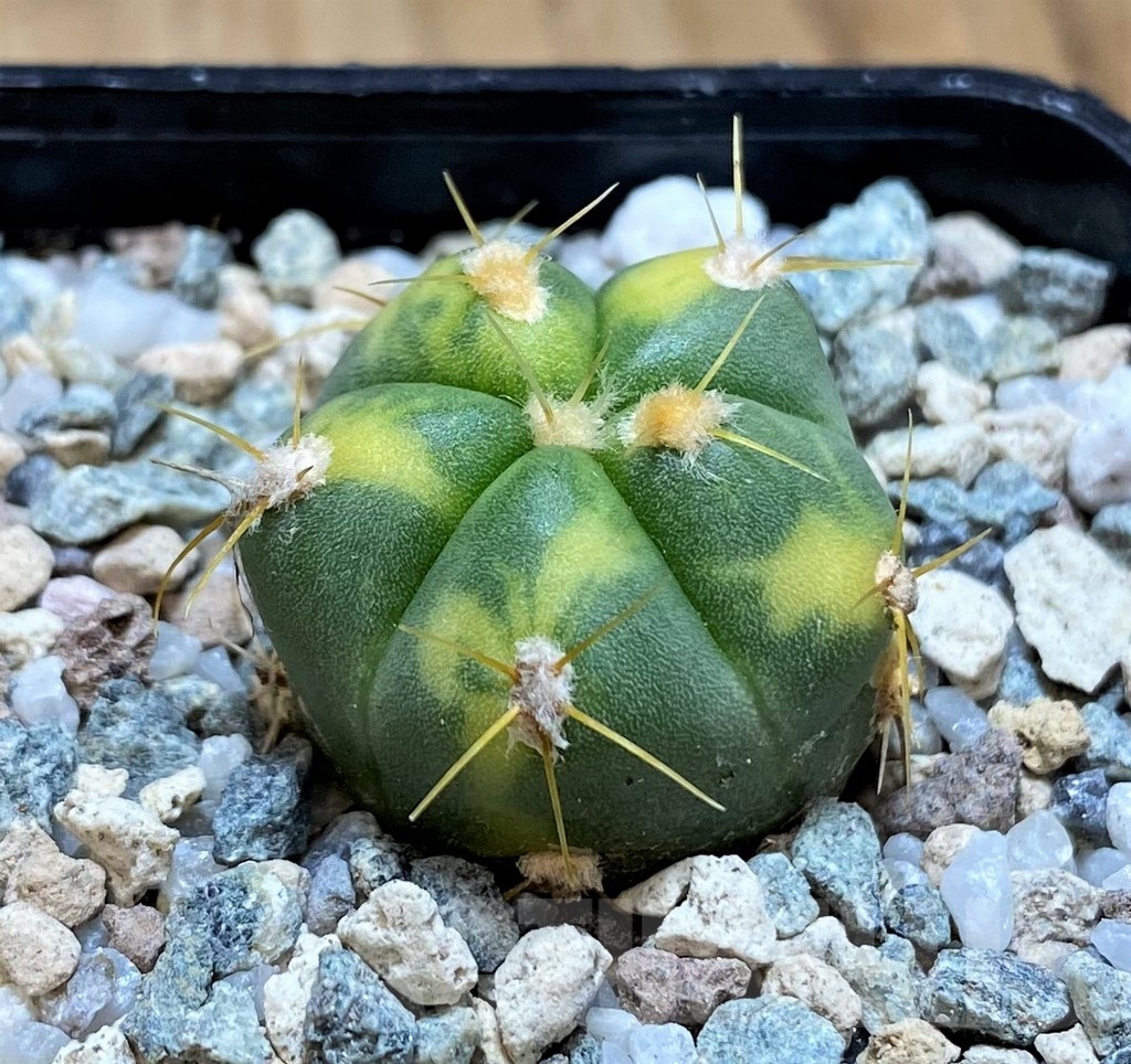 SH19846 Gymnocalycium horstii f. variegata - Image 2