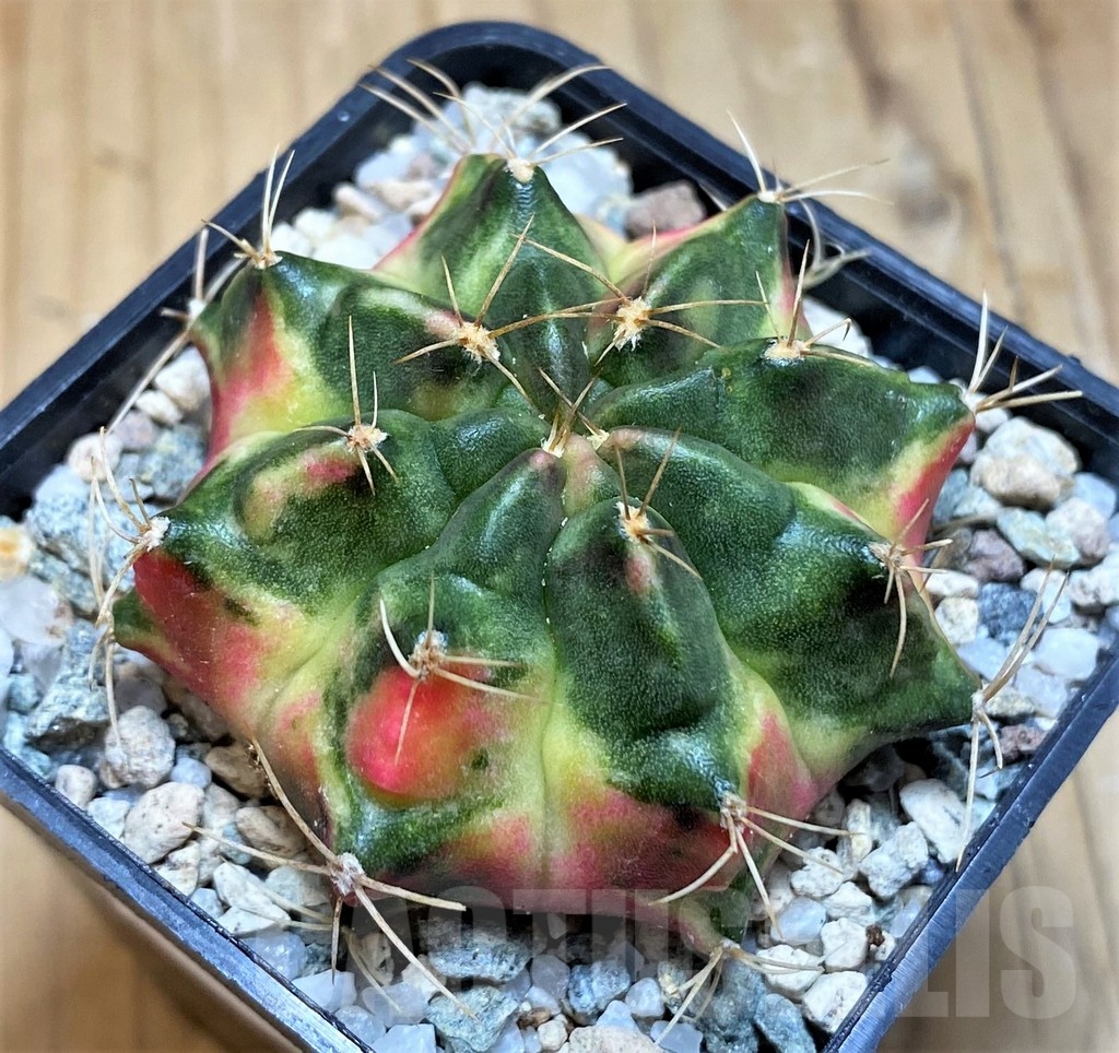 SH19850 Gymnocalycium mihanovichii 'Lover'