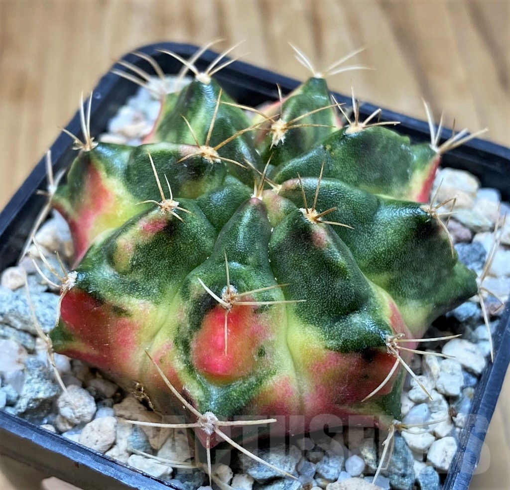 SH19850 Gymnocalycium mihanovichii 'Lover' - Image 2