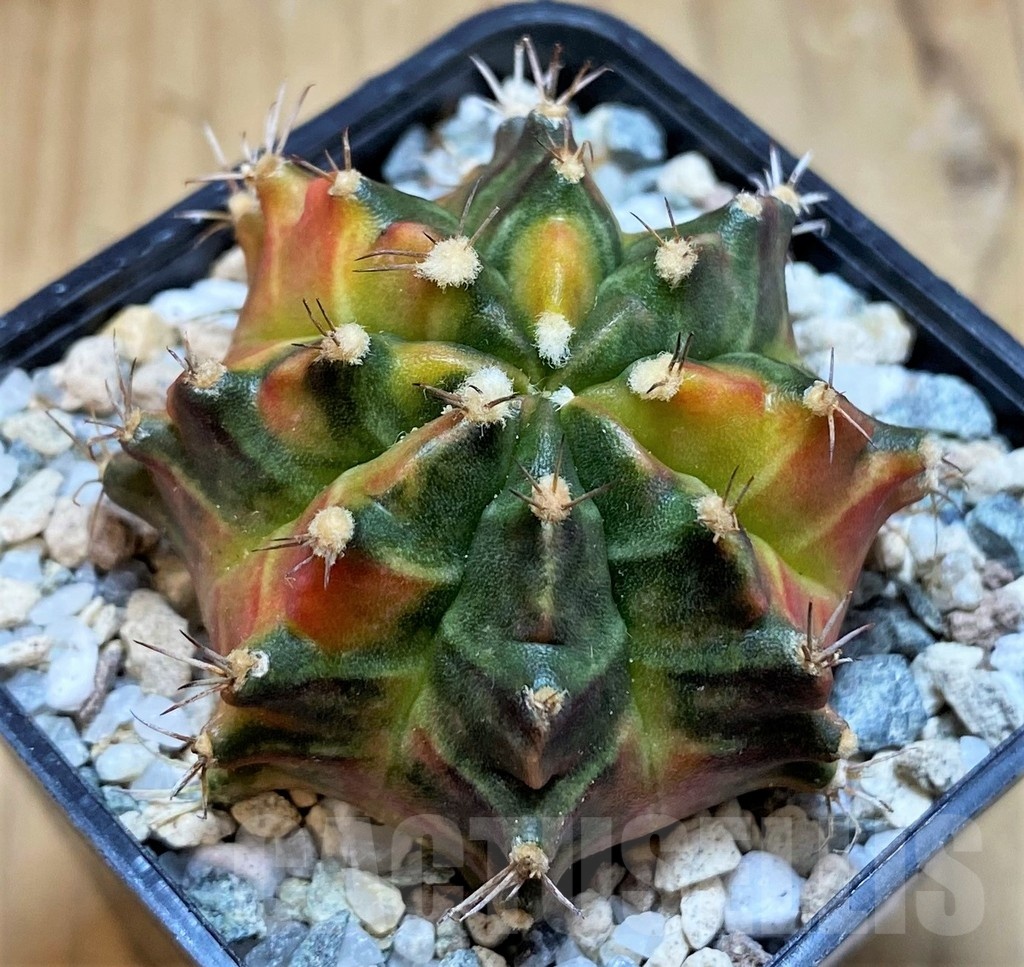 SH19853 Gymnocalycium mihanovichii 'Sepia' - Image 2