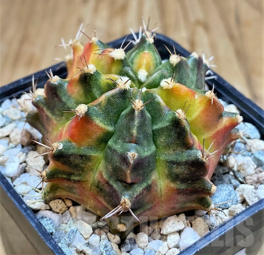 SH19853 Gymnocalycium mihanovichii 'Sepia'