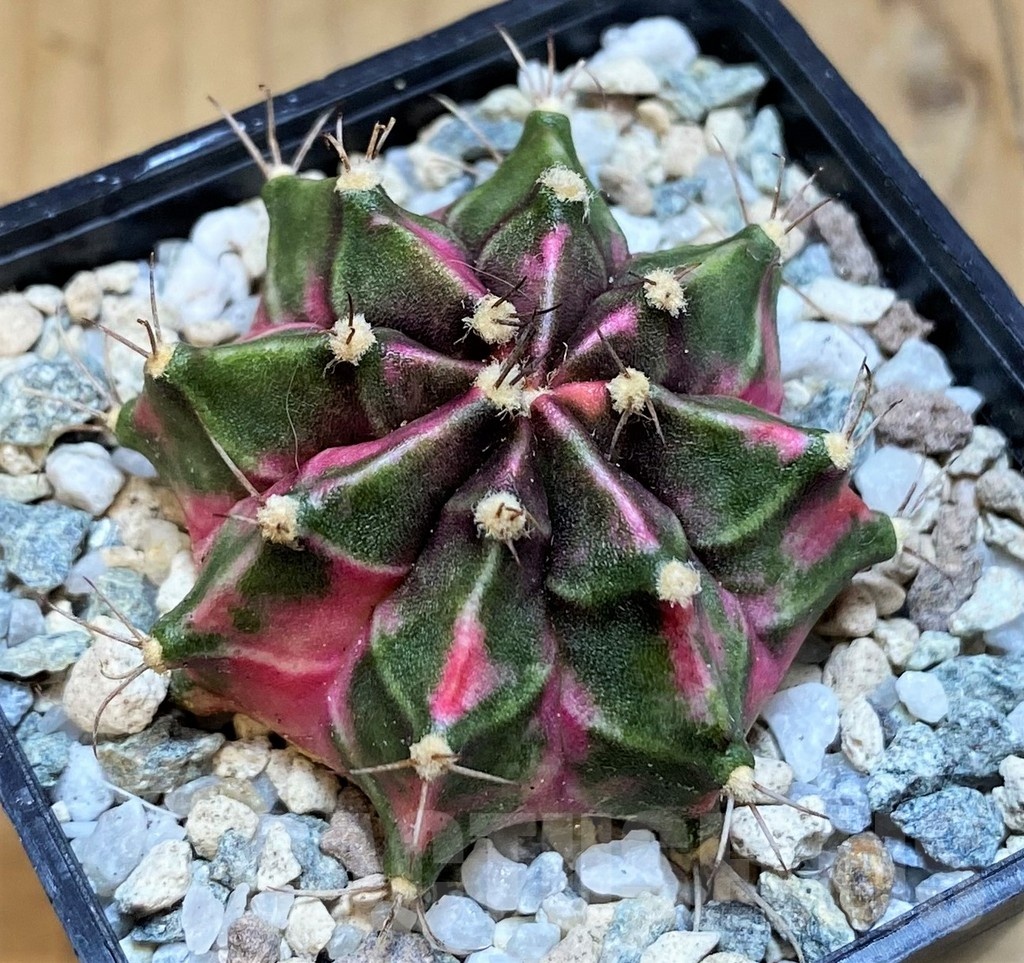 SH19854 Gymnocalycium mihanovichii 'Tanzanite'