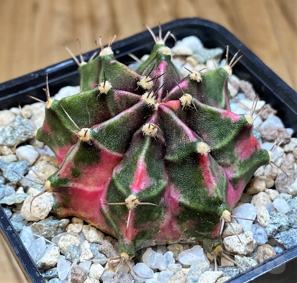 SH19854 Gymnocalycium mihanovichii 'Tanzanite' - Image 2