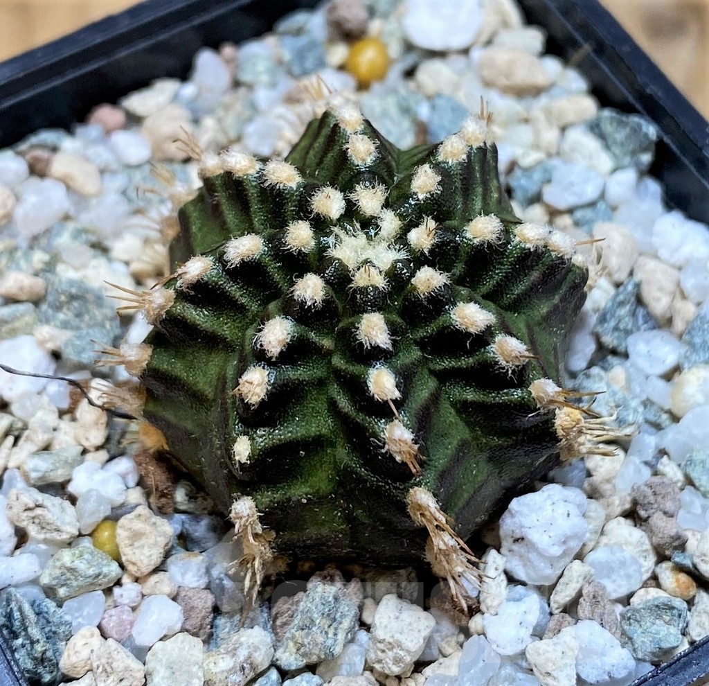 SH19856 Gymnocalycium mihanovichii 'Star Line'