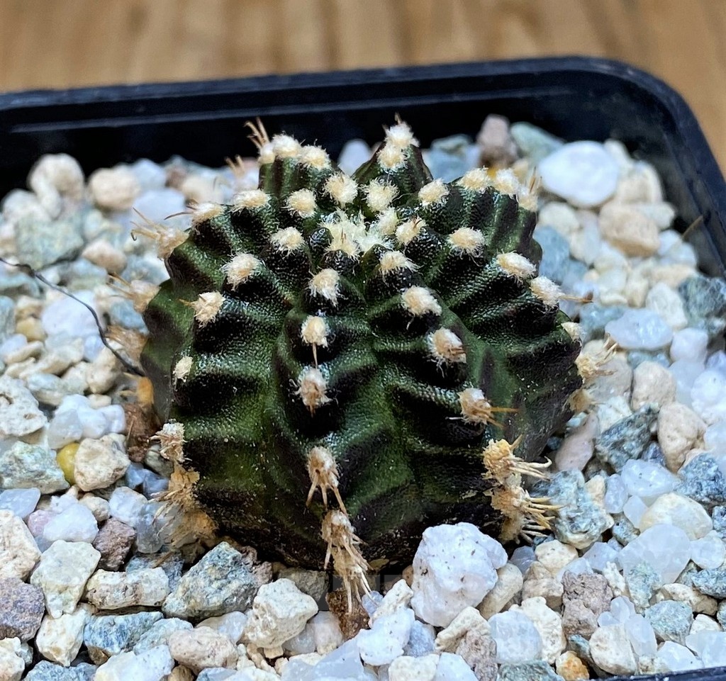 SH19856 Gymnocalycium mihanovichii 'Star Line' - Image 2