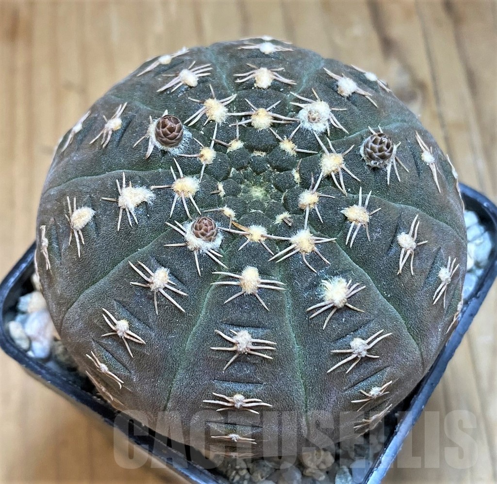 SH19797 Gymnocalycium ragonesei, pink flower