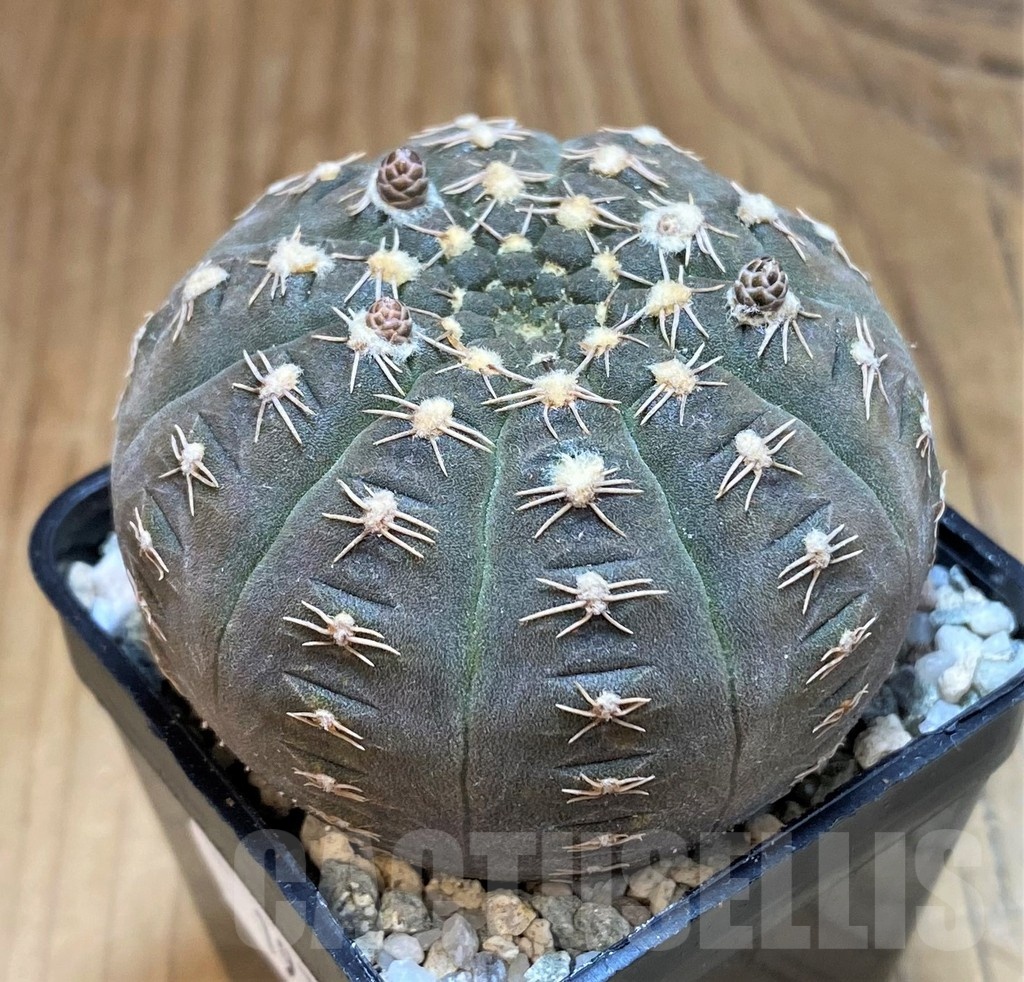 SH19797 Gymnocalycium ragonesei, pink flower - Image 2