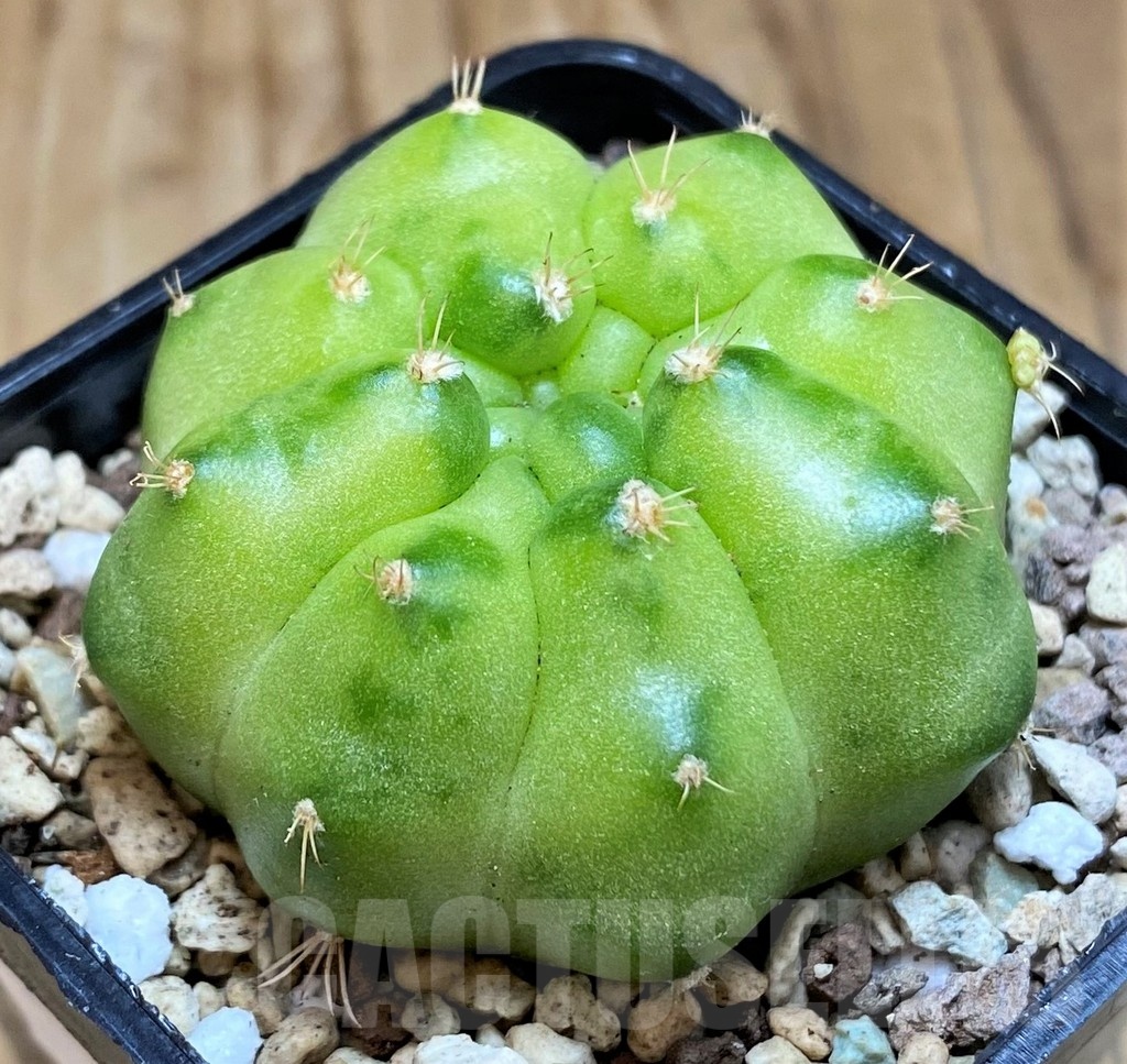 SH19798 Gymnocalycium mihanovichii ‘Green Marble’ - Image 2