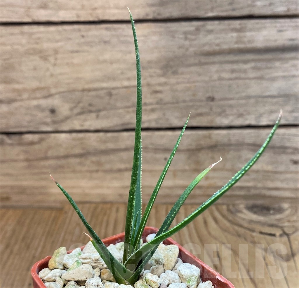 SH19866 Aloe pronkii - Image 2