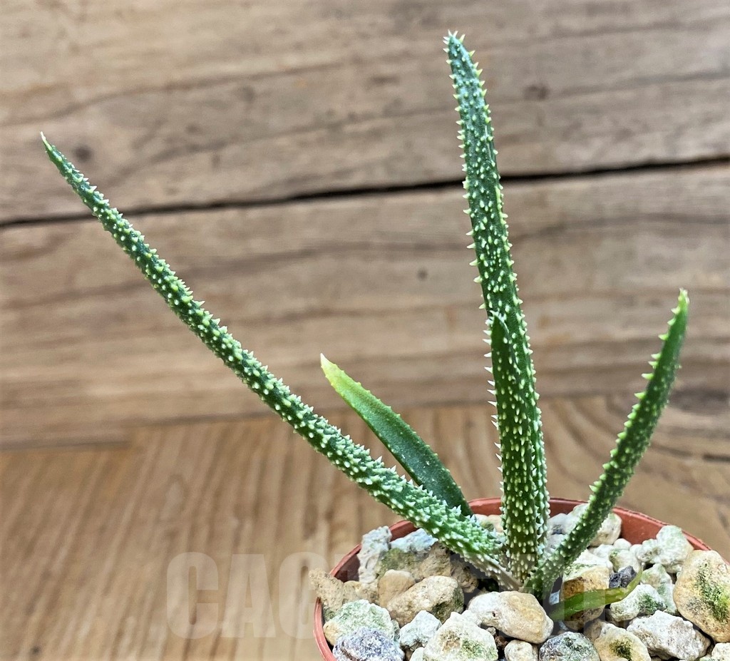 SH19867 Aloe delicatifolia - Image 2