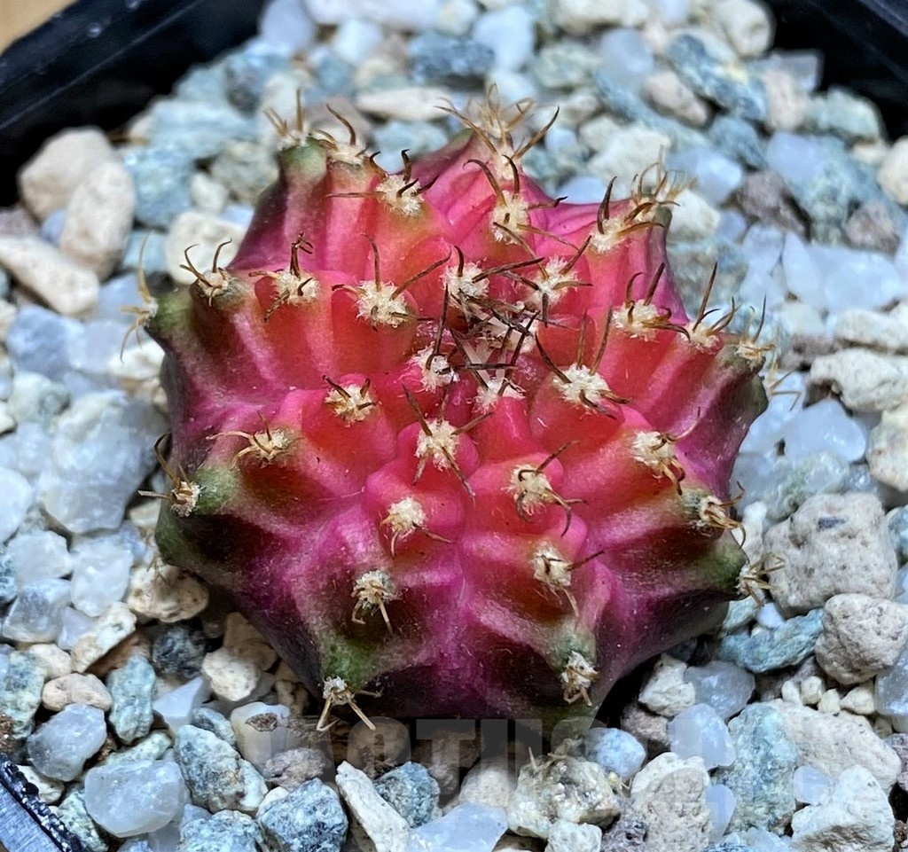 SH19800 Gymnocalycium mihanovichii 'Neon' Pink