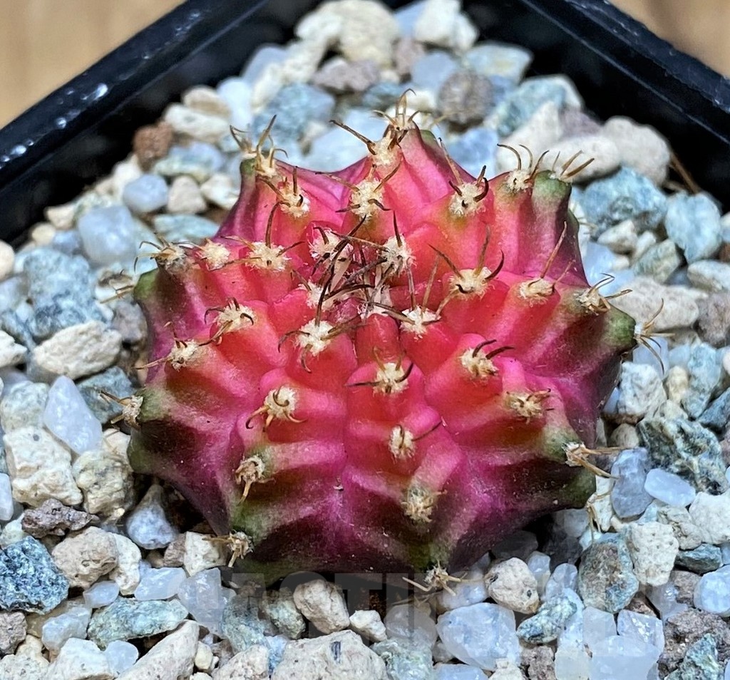 SH19800 Gymnocalycium mihanovichii 'Neon' Pink - Image 2