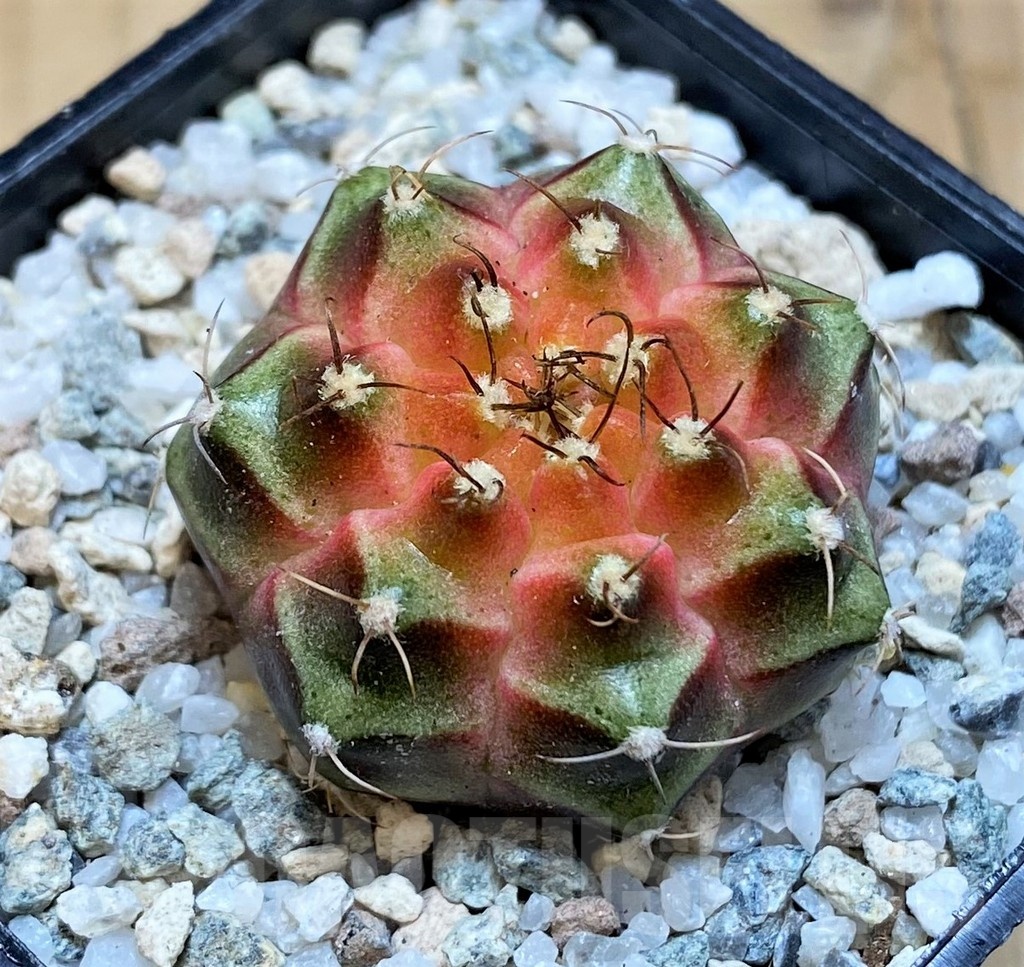 SH19805 Gymnocalycium mihanovichii 'Neon' hybrid