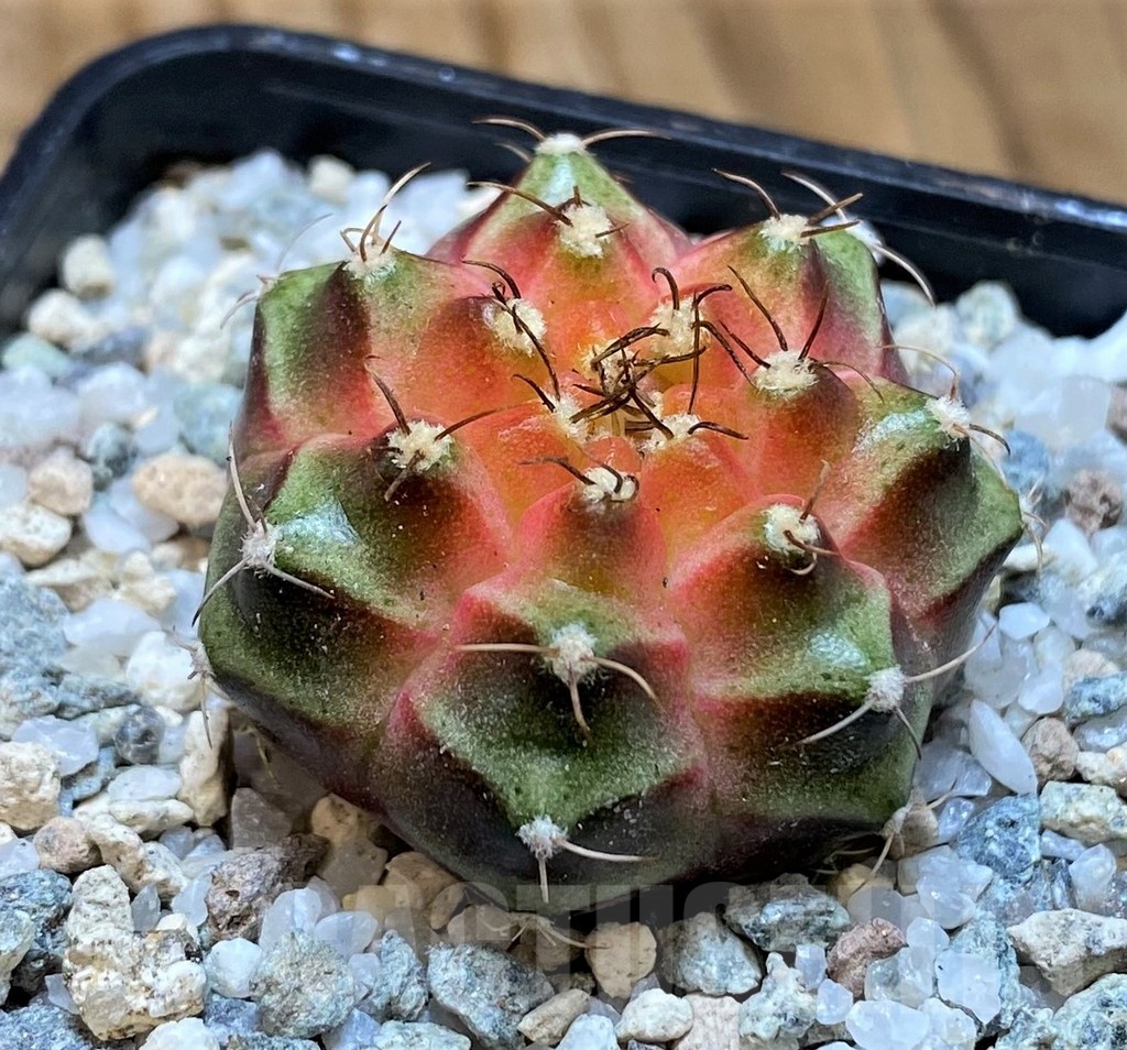 SH19805 Gymnocalycium mihanovichii 'Neon' hybrid - Image 2