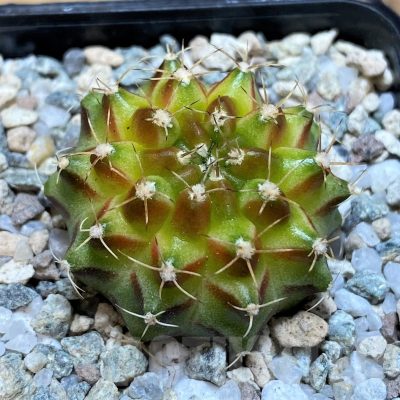 SH19810 Gymnocalycium mihanovichii 'Neon' Green