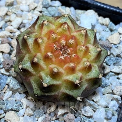 SH19811 Gymnocalycium mihanovichii 'Neon' hybrid