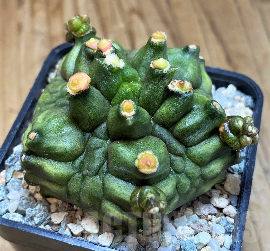 SH19816 Gymnocalycium mihanovichii 'Mulberry' - Image 2