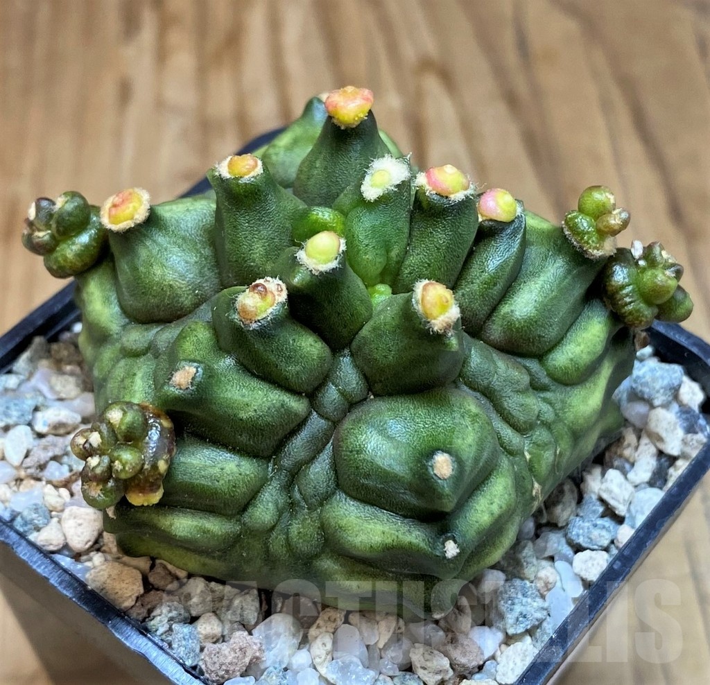 SH19816 Gymnocalycium mihanovichii 'Mulberry'